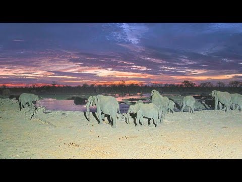 EarthCam Live: Hideaways Camp Kuzuma, African Watering Hole (Chobe, Botswana)
