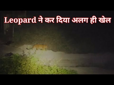 Leopard Jim Corbett National Park | Animals | Tiger Attack | Discovery | Audiobook | Documentary