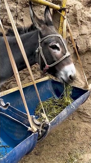 Funniest Donkey Ever Donkey Training the fun way 12