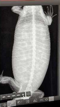 Taking an X ray of my pregnant Chinese crocodile lizard (Shinisaurus crocodilurus)