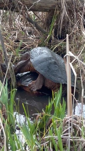 Mating snapping turtles?! 😳Spring has sprung!