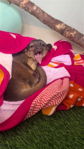 Yoda the Kinkajou: A Wildlife Conservation Message