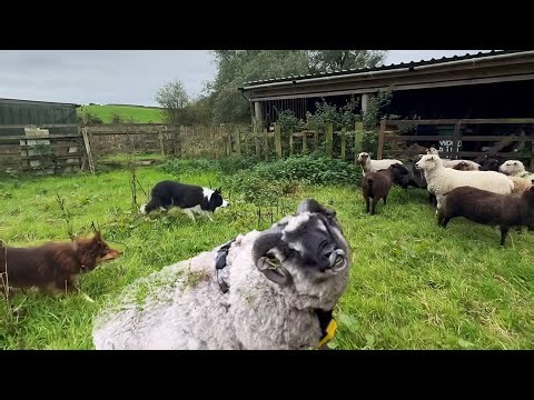 Angry Ram attack, Sheepdogs in Action, breeding season starts now