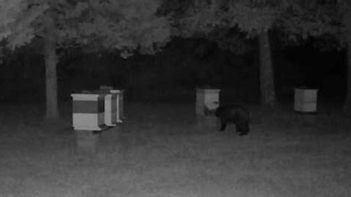 Black bear attacks beehive two nights in a row in Jacksonville