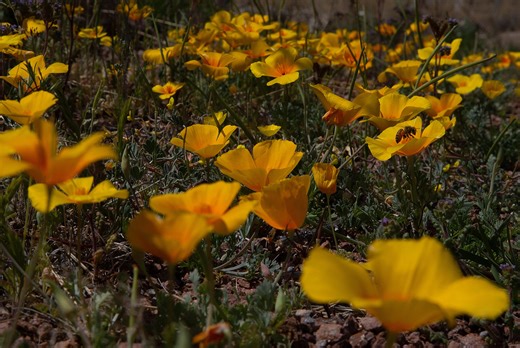 When is the first day of spring 2026? Here's when the season starts