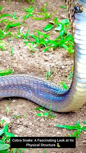 Cobra Snake: A Fascinating Look at Its Physical Structure 🐍#animals #wildliferescue #wildlife #snake
