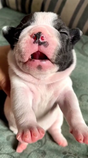 pug dog 🐶 first time in my house 🏠 cutest dog ever 🥰