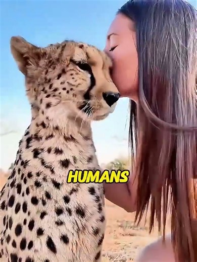 This Cheetah Thinks It’s a Giant House Cat! 🐆#cheetah #cheetahcub