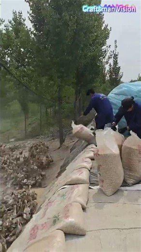 Unloading corn via a ramp to feed ducks | Standardized and highly efficient breeding methods
