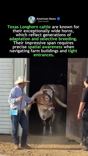IMPRESSIVE HORNS OF A BULL