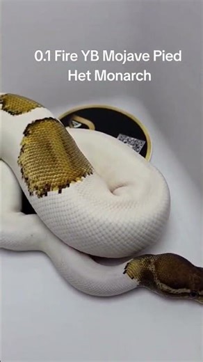 0.1 Fire YB Mojave Pied Het Monarch #ballpython #ballpythonbreeder #snake #reptiles #short