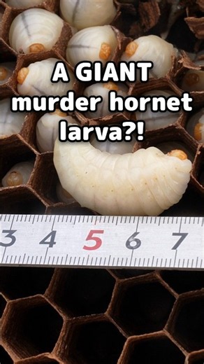 This Giant Larva Was Hiding in a Murder Hornet Nest