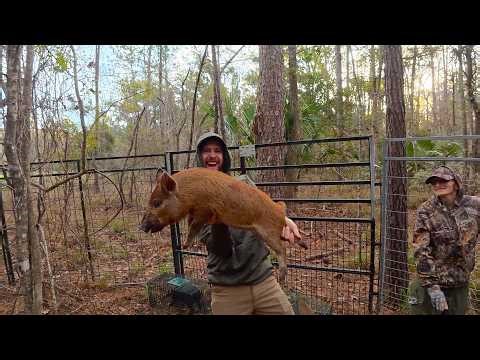 17 Wild Hogs Invaded This Florida Neighborhood - Here’s What Happened