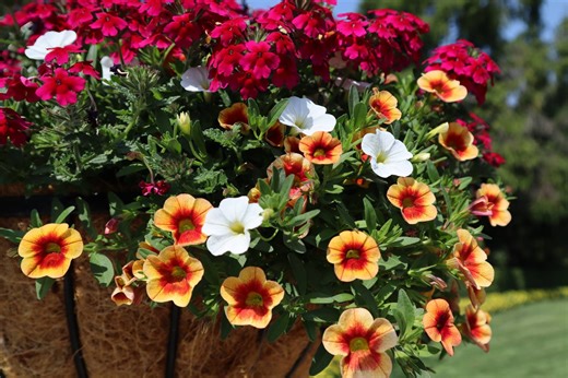 Calibrachoa - wyjątkowa roślina na balkon. Jak uprawiać Million Bells?