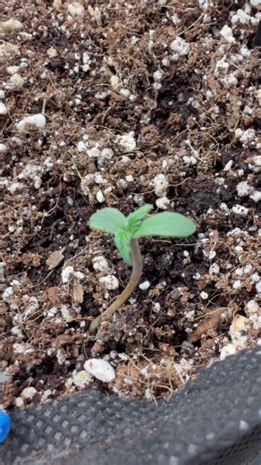 Day:5. Autoflower. From seed to harvest. Science-based growing.