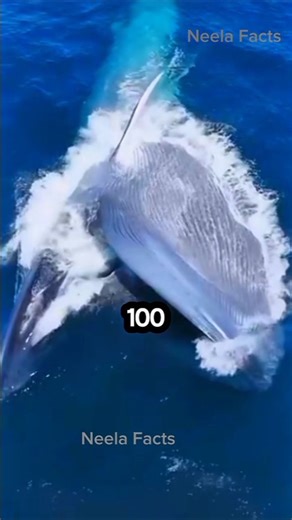 What Happens When a Blue Whale Dies? The Secret Life After Death #usa #shorts #shortvideo #trending