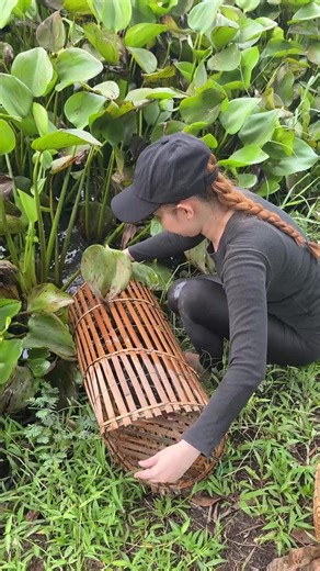 Amazing Fish Trapping Skills