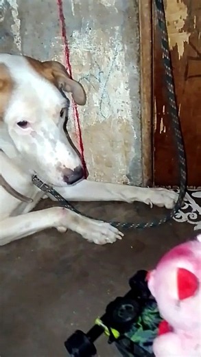 Funny Dog Reaction to Teddy Bear Car! 😂 जब ज़बरदस्ती टेडी से मिलवाया | Rocky The Growler