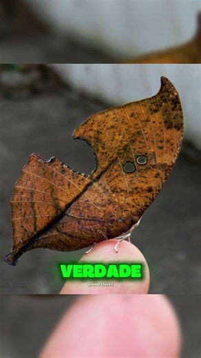 Fotos que você precisa olhar duas vezes 👀🤯