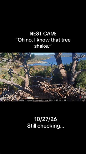 Visiting Eagle Keeps Checking Shadow & Kaydee's Nest Cam | Funny Nest Cam Dialogue