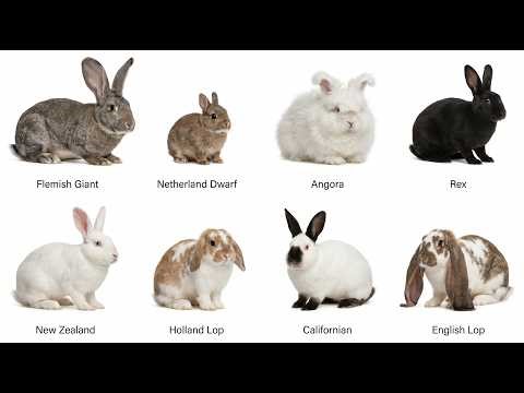 EVERY RABBIT BREED EXPLAINED 🐇