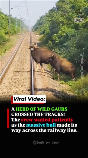 Loco Pilot Waits for Wild Bison to Cross A Giant Bull Steals the Show! #shorts #indianrailways