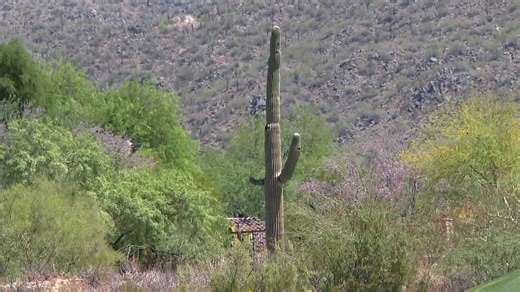 Firewise efforts ramp up as Arizona wildfire season looms in Las Sendas