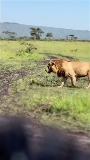 Lions vs Hyenas vs Jackals: Ultimate Food War! 🦁💥🐺 #animals #wildlife #viral #lion