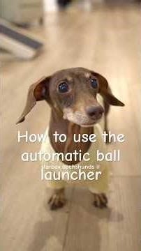 Moonpie shows Buttercup how she learned to use the automatic ball launcher