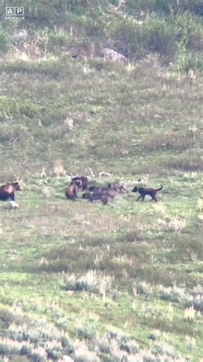 The Day 10 WOLVES Made The Worst Mistake, Provoking a GIANT Bear! #shorts