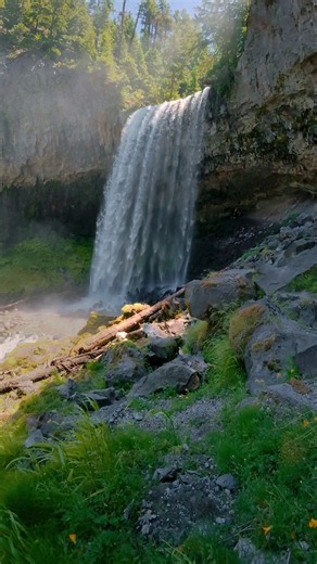 Rising above little yellow wildflowers to see a waterfall pouring over a massive basalt ledge. Sunlit spray and rugged rock walls make this Oregon view hard to look away from 😍 #OregonWaterfalls #PacificNorthwest #Wildflowers