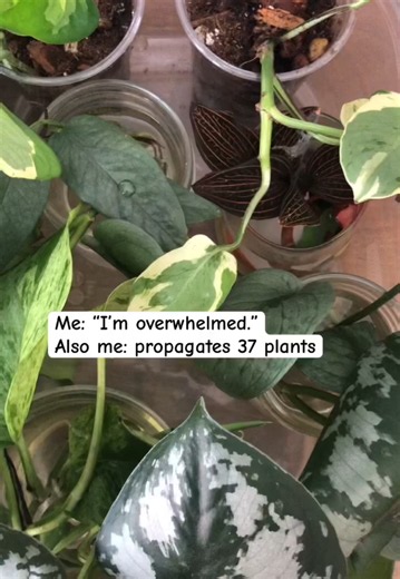 A Simple Plant Propagation and Houseplant Care Routine
