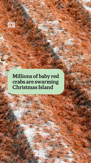 Wildlife officials on Christmas Island have heralded the final emergence of baby red crabs for the season. The “millions” of megalopae are exceeding expectations after a previously quiet year. | ABC Perth