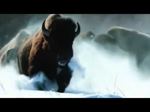 Hungry Wolf Hunts Buffalo Calf | Shocking Wildlife Fight !Wildclash4k 