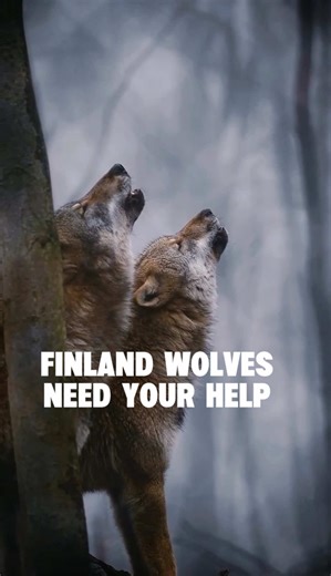 Help Save Finland’s Wolves from New Hunting Regulations