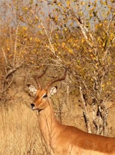 Impala in the Kenyan Savanna: Beauty of African Wildlife
