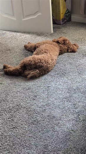 Adorable Cockapoo Puppy Moments