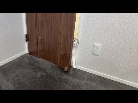 今日も筋トレをジャマしに来た猫がこうなっちゃいましたw