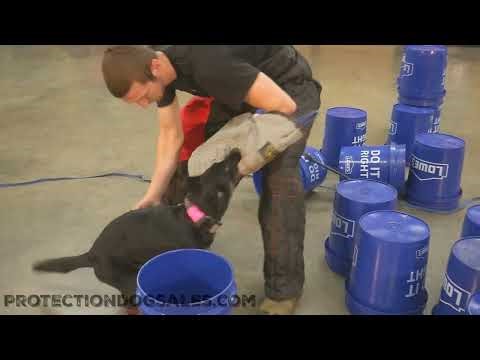 "Kelly" 18 Wk German Shepherd Showing Her Physical And Mental Toughness During Protection Work @PDS