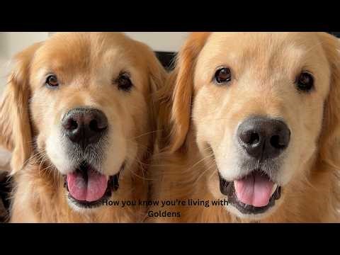 If You're Living With Goldens There Will Be Signs 