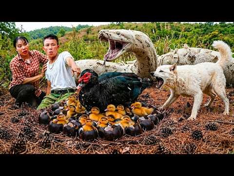 72 Hours Survival: Giant Python Strikes Duck Nest — Catch Newly Hatched Muscovy Duck & Eggs To Sell