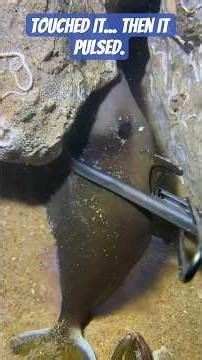 I dropped into the pitch black at 100ft #thalassophobia #deepsea #scary #mystery #oceanmystery #fyp