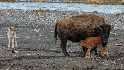 Watch what happens when a mother bison protects her calf from a wolf