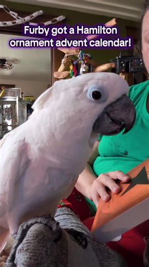 #furbythebirb got an #adventcalendar featuring #hamilton his #favorite #musical