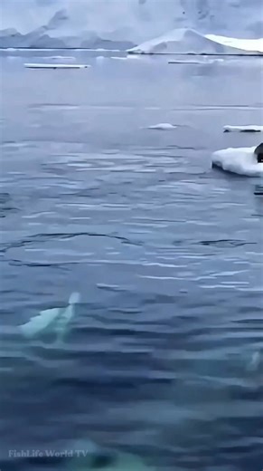 This is how orcas attack. They show no mercy even penguins on icebergs are targeted. Using teamwork, orcas create powerful waves to wash seals or penguins off the ice. This hunting strategy highlights their remarkable intelligence and the reality of life in the wild. 🐧🐧🦭🦭🐋🐋🐋🐋😱😱😱 . . #orcaattack #killerwhales #orcawhales #orcas #oceanlife #MarineLife #wildlife #NatureDocumentary #FishLifeWorldTV | FishLife world TV
