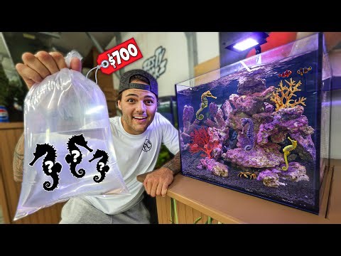 Buying SEAHORSES for My NEW AQUARIUM!! (finally)