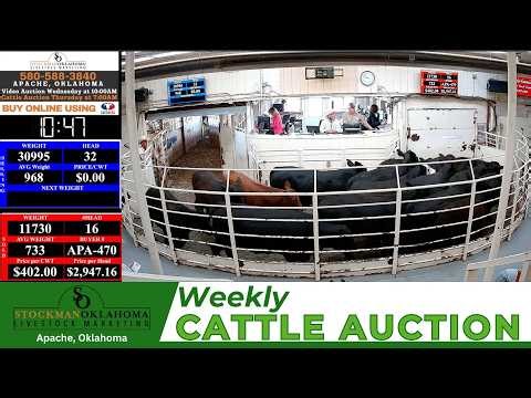 APACHE LIVESTOCK | 1,500+ Head Thursday Session 🐂 Stockman OK Live | 4.16.26