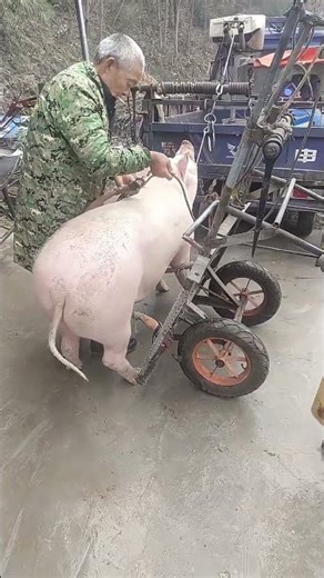 Secure a Pig to a Manual Handcart for Transportation