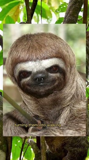 Facts you probably don't know about Sloths🦥!