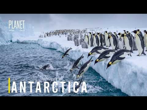 PENGUIN MIGRATION | A Survival Journey at the End of Earth | Nature Animal Documentary